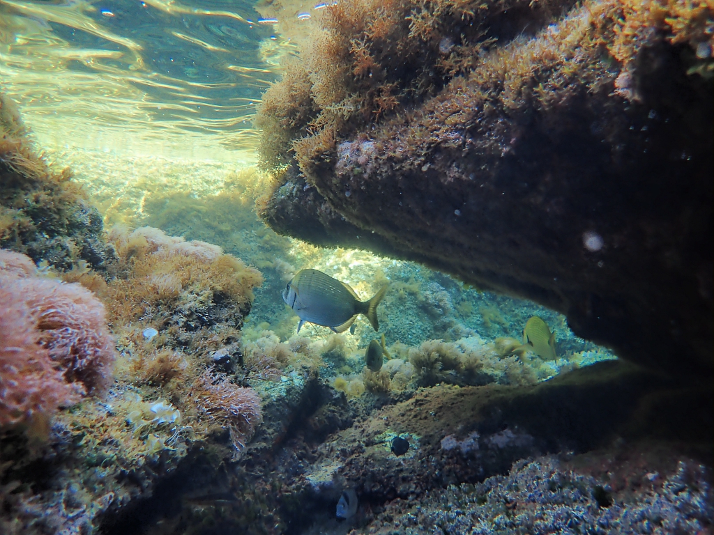 Fonds marins protégés : poissons et algues entre les rochers
