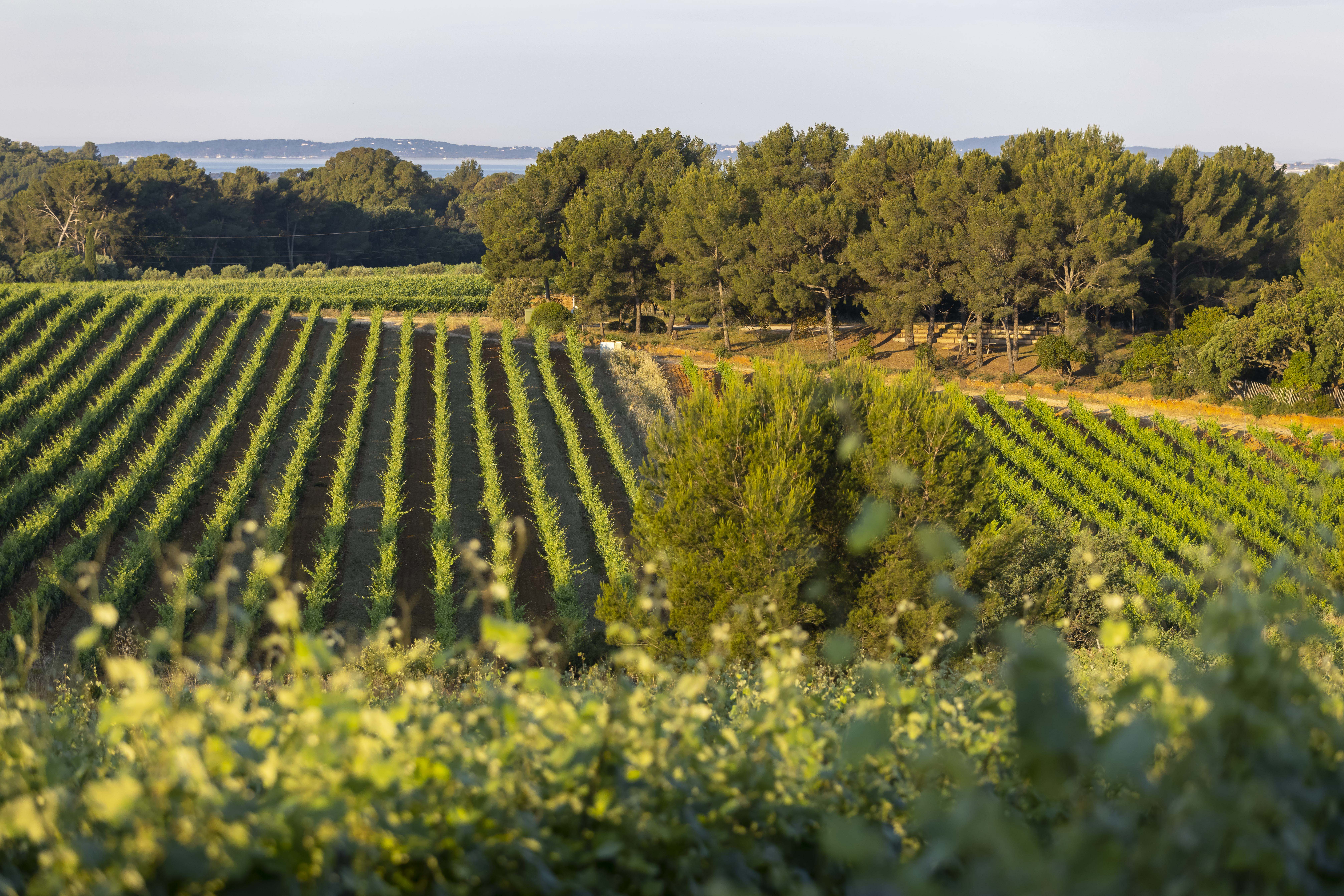 Rangées de vignes du domaine Figuière à La Londe