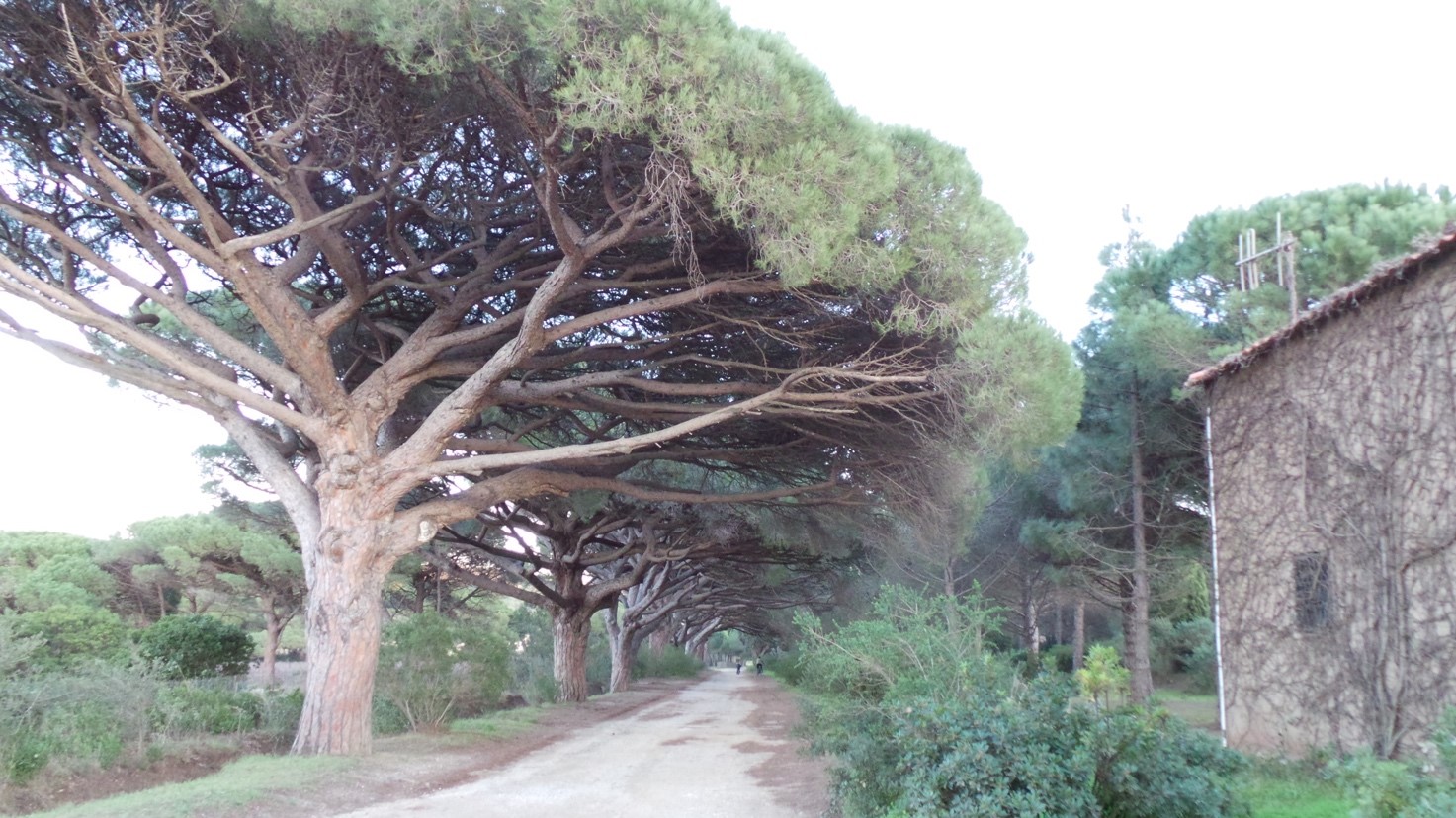 Découverte de Porquerolles à vélo avec le Cycle Porquerollais