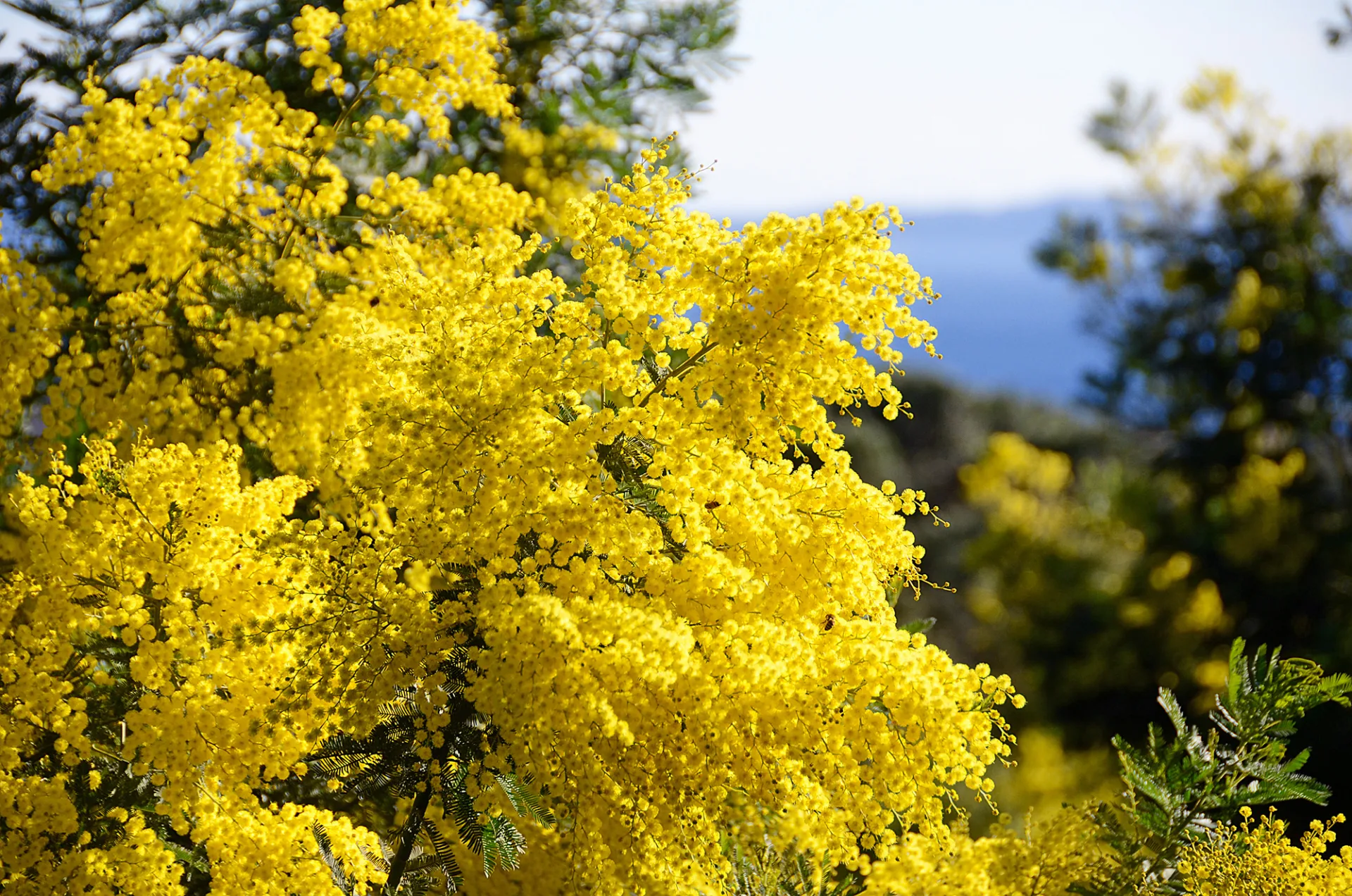 Mimosa en fleurs, au cœur de l’hiver à Bormes