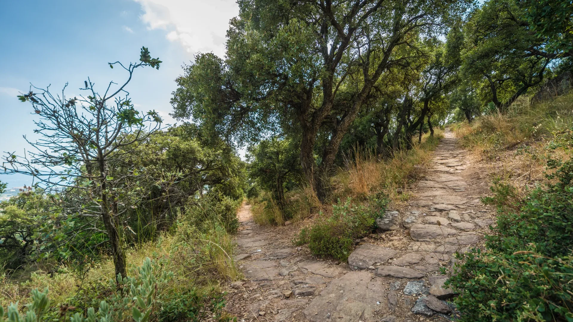 Sentier forestier dans le massif des Maures